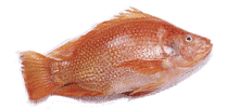Red Tilapia Fish